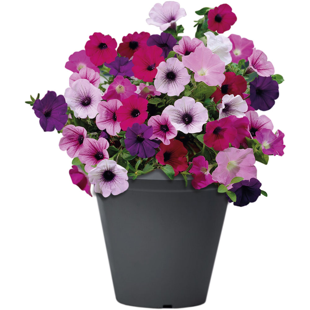 Clever Pots Petunia Sow and Grow Kit with a 19/20cm Round Pot Image 2