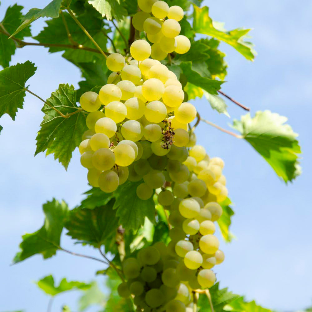 Thompson and Morgan Vitis Grape Bianca Plant in Pot 15cm 3 Pack Image 1