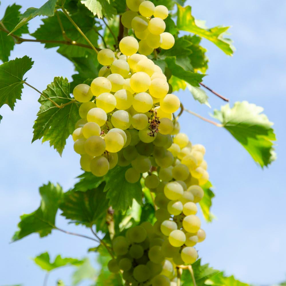 Thompson and Morgan Vitis Grape Bianca Plant in Pot 15cm Image 1