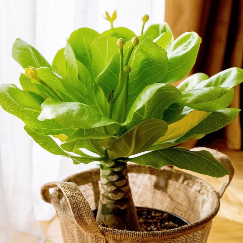 Thompson & Morgan Brighamia Insignis Hawaiian Palm Potted Plant Image 1