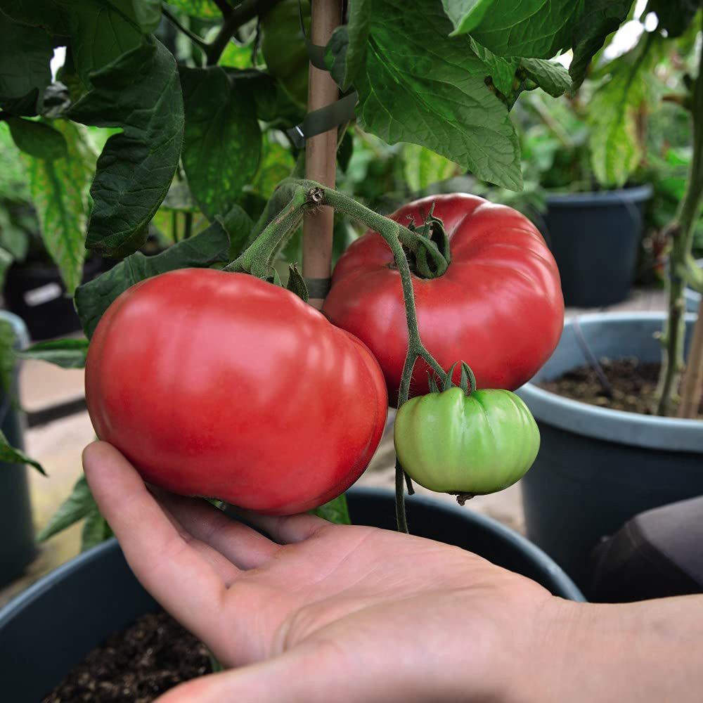 Thompson and Morgan Tomato Grafted Crimson Collection Plant Pot 9cm 8 Pack Image 4