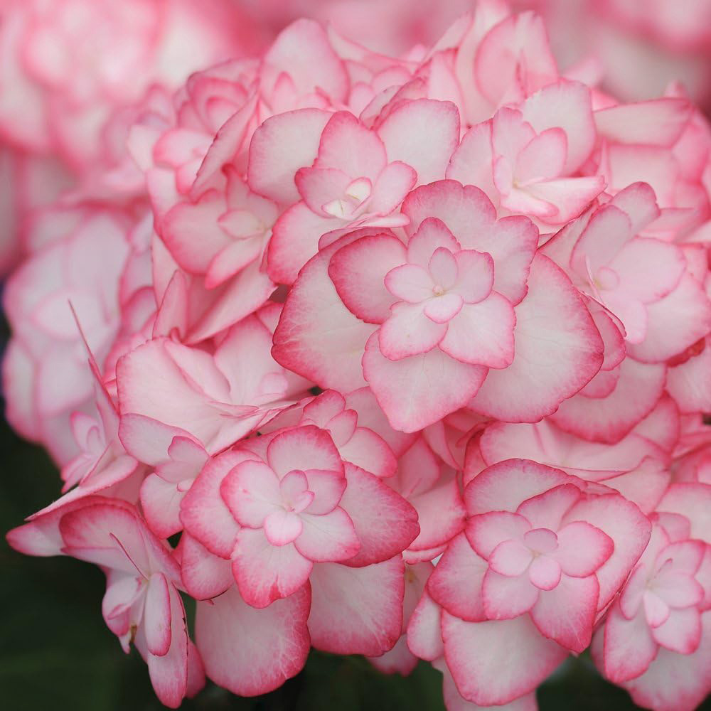 Thompson and Morgan Hydrangea Miss Saori Plant Pot 9cm Image 1