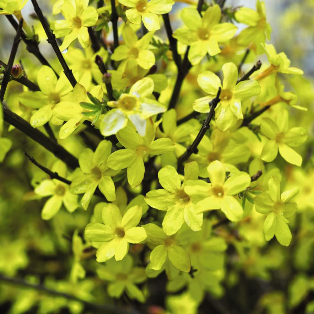 Thompson and Morgan Jasmine Nudiflorum Plant Pot 9cm Image 1