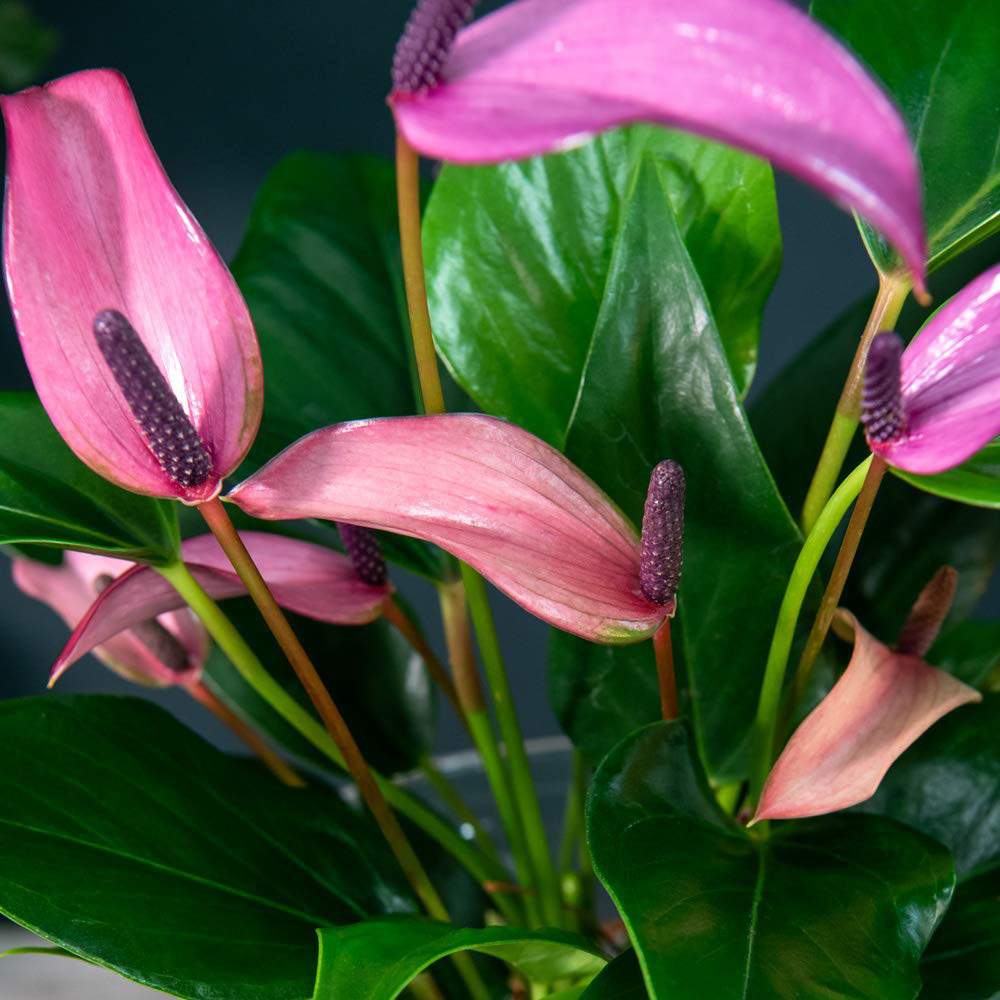 Thompson & Morgan Anthurium Aqua Mauve Zizou in Sierglass Potted Plant Image 5