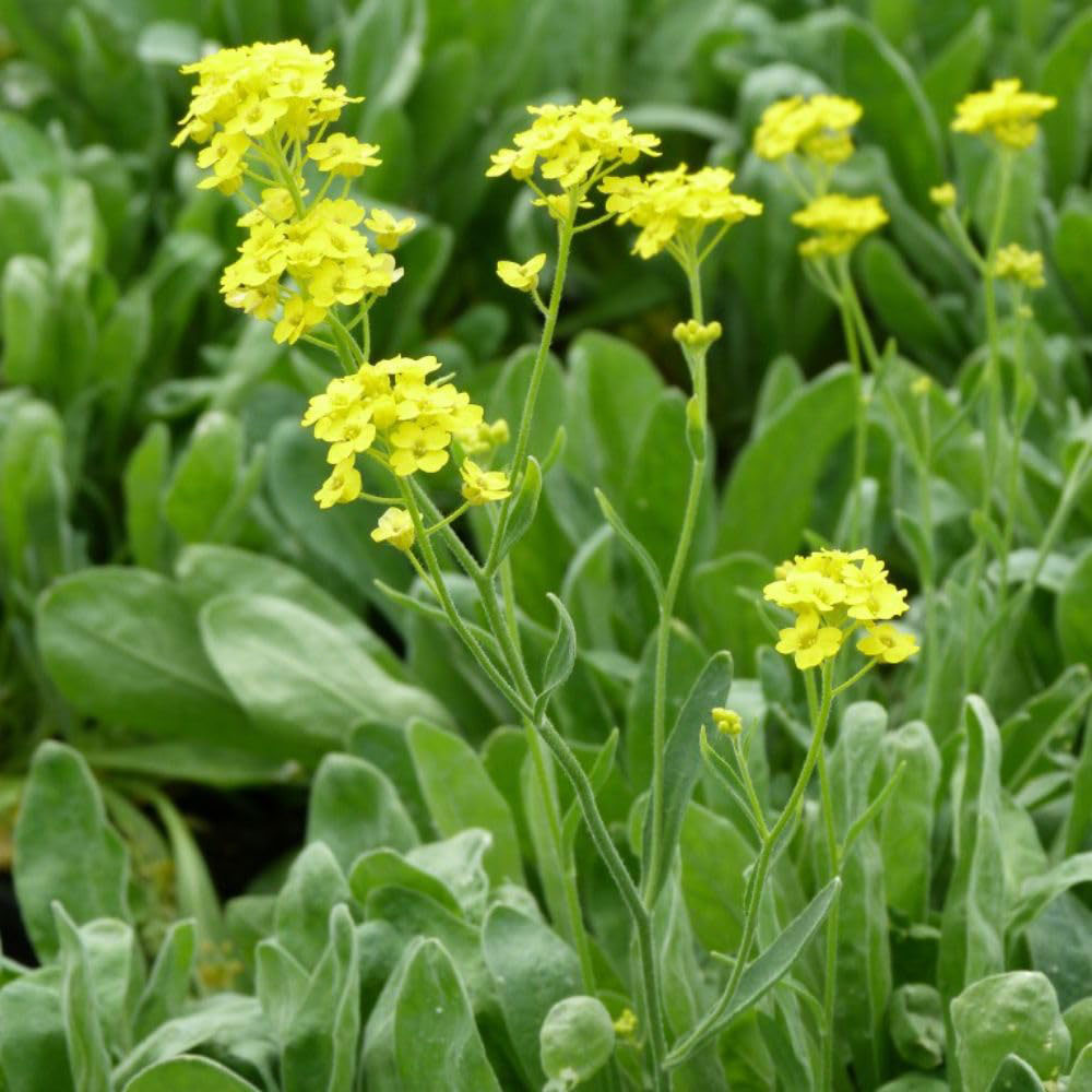 Thompson and Morgan Alyssum Saxatile Plant Pot 1L Image 3