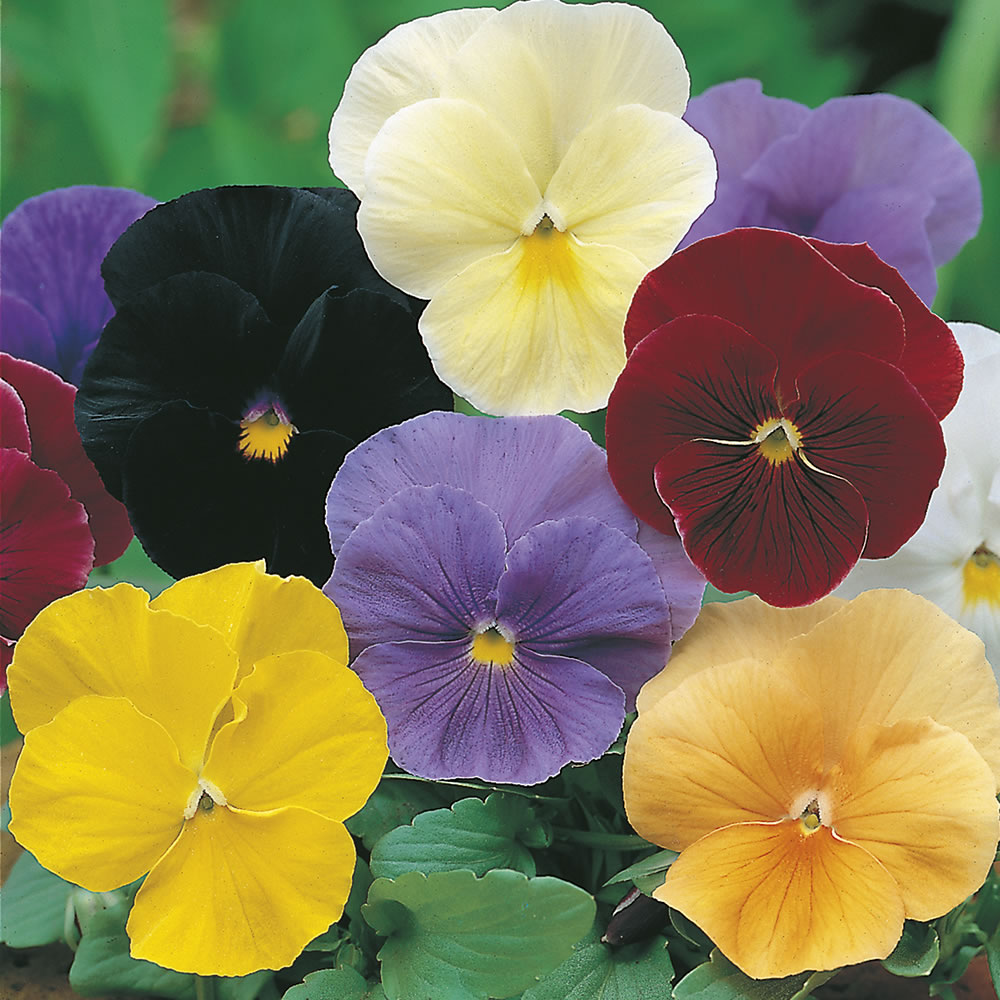 Wilko Pansy Clear Crystal Mix Seeds Image 1