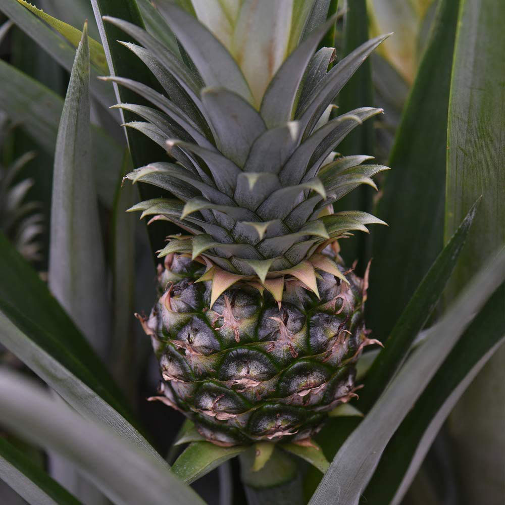 Thompson and Morgan Ornamental Pineapple Hanging Plant Pot 12cm 3 Pack Image 4