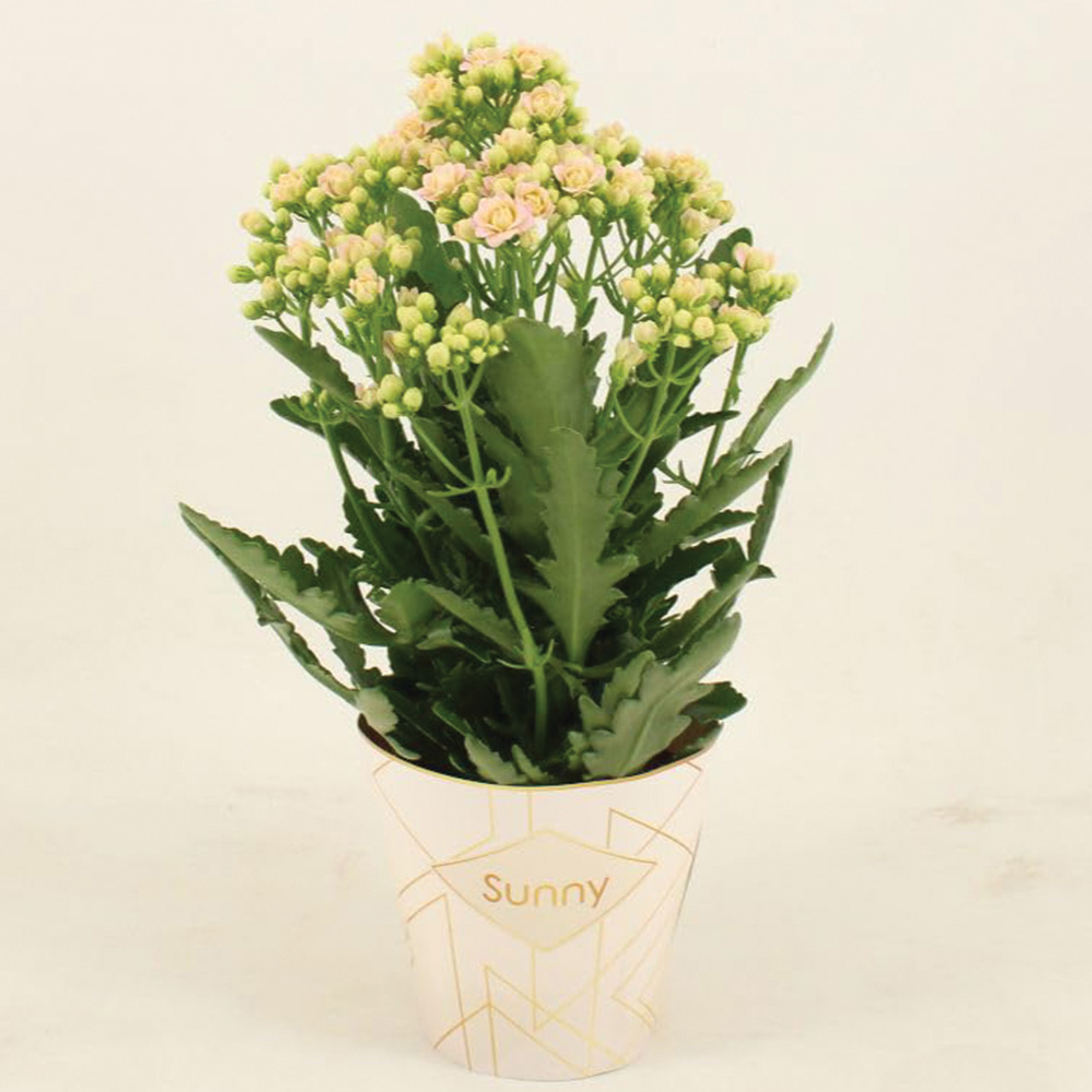 Thompson & Morgan Pink Kalanchoe Sunny Light Plant Pot 14cm 2 Pack Image 2