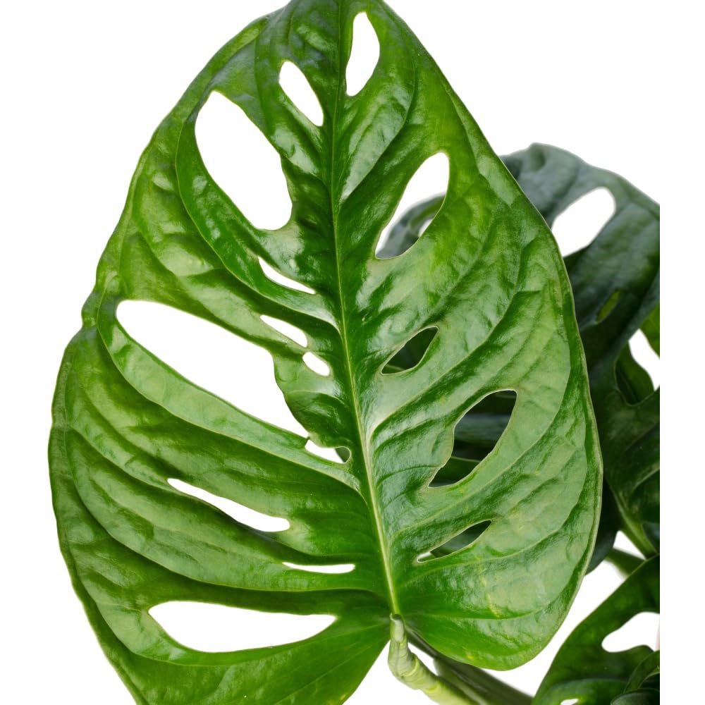 Thompson and Morgan Monstera Adansonii Plant Pot 10.5cm Image 4