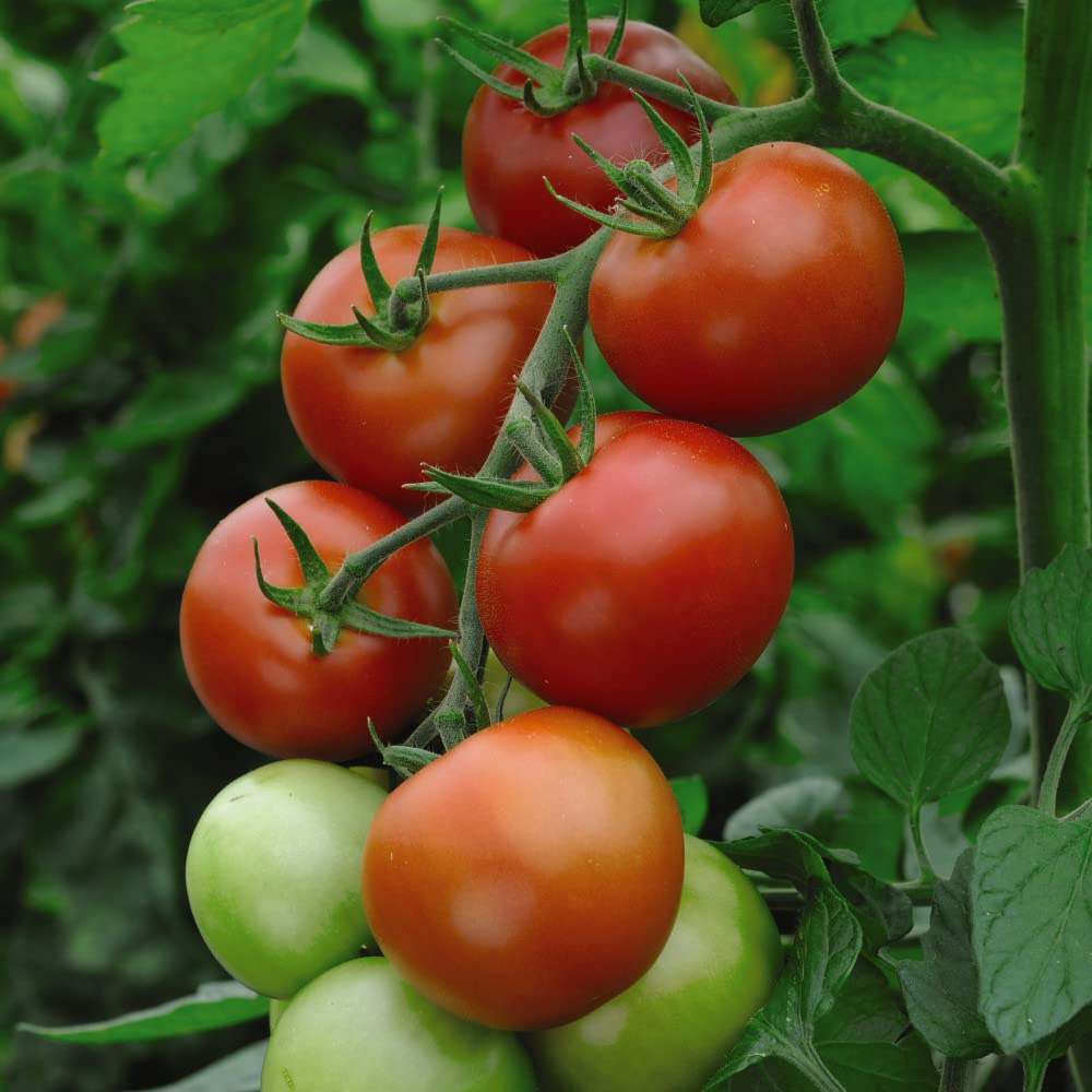 Thompson and Morgan Tomato Grafted Garden Favourite Collection Plant Pot 9cm 6 Pack Image 3