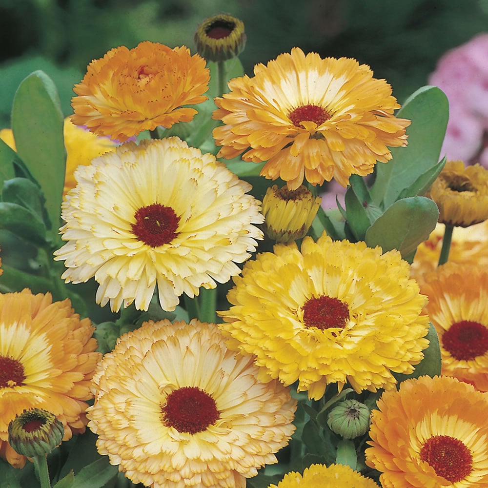 Wilko Calendula Art Shaded Mix Flower Seeds Image 1