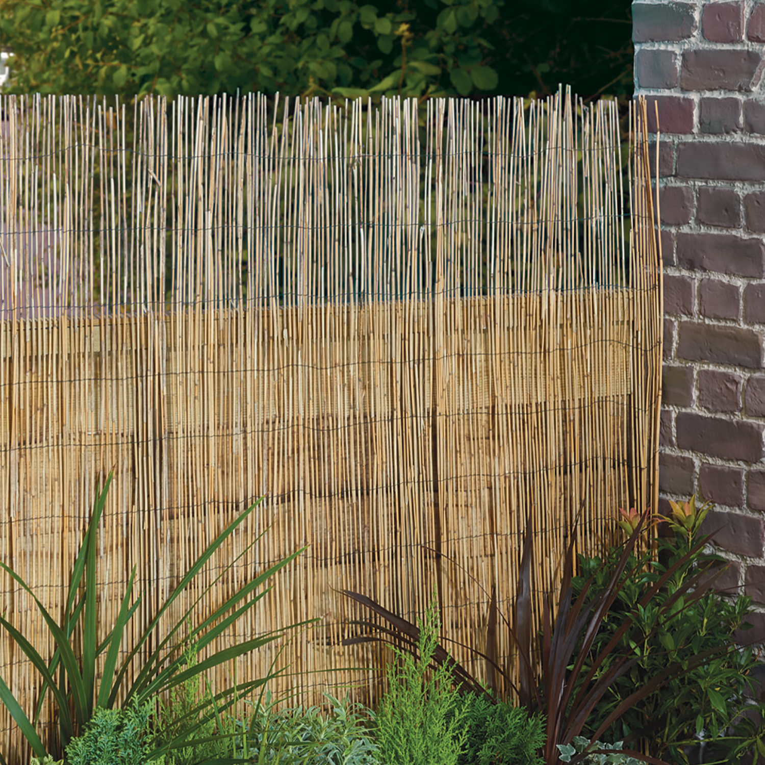 WOODSGOOD Natural Woven Reed Cane Screen 150cm Image