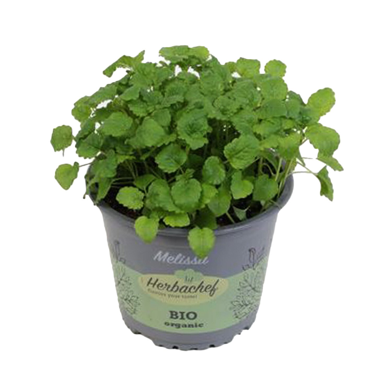 Melissa Herb  - Green Image