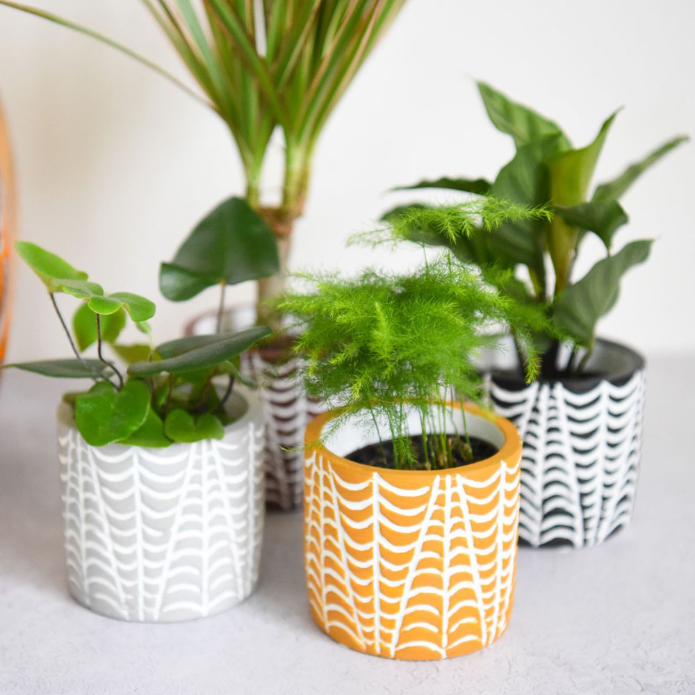 Thompson and Morgan Mini Jungle Mixed Ceramic Plant Pot 7cm 5 Pack Image 3