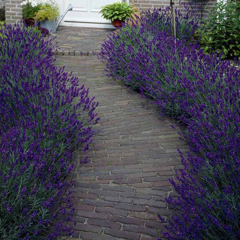Wilko English Lavender Hidcote Hedging Plants 10 Pack Image 1