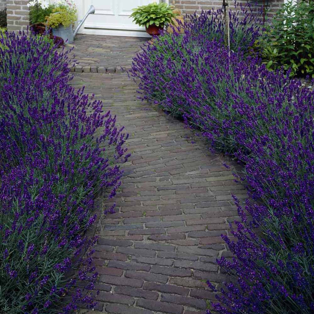 YouGarden English Lavender Hidcote Hedging Plants 10 Pack Image 1