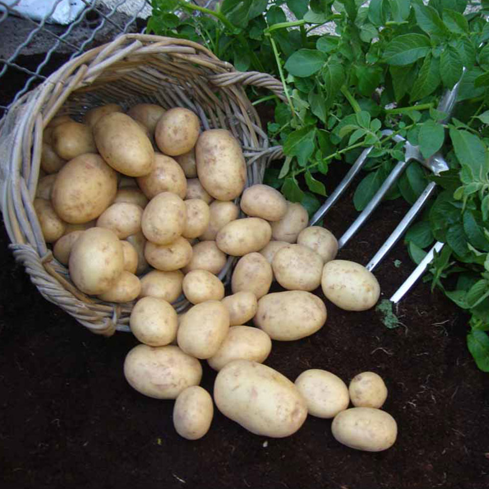 Wilko Swift Seed Potatoes 4kg Image 1