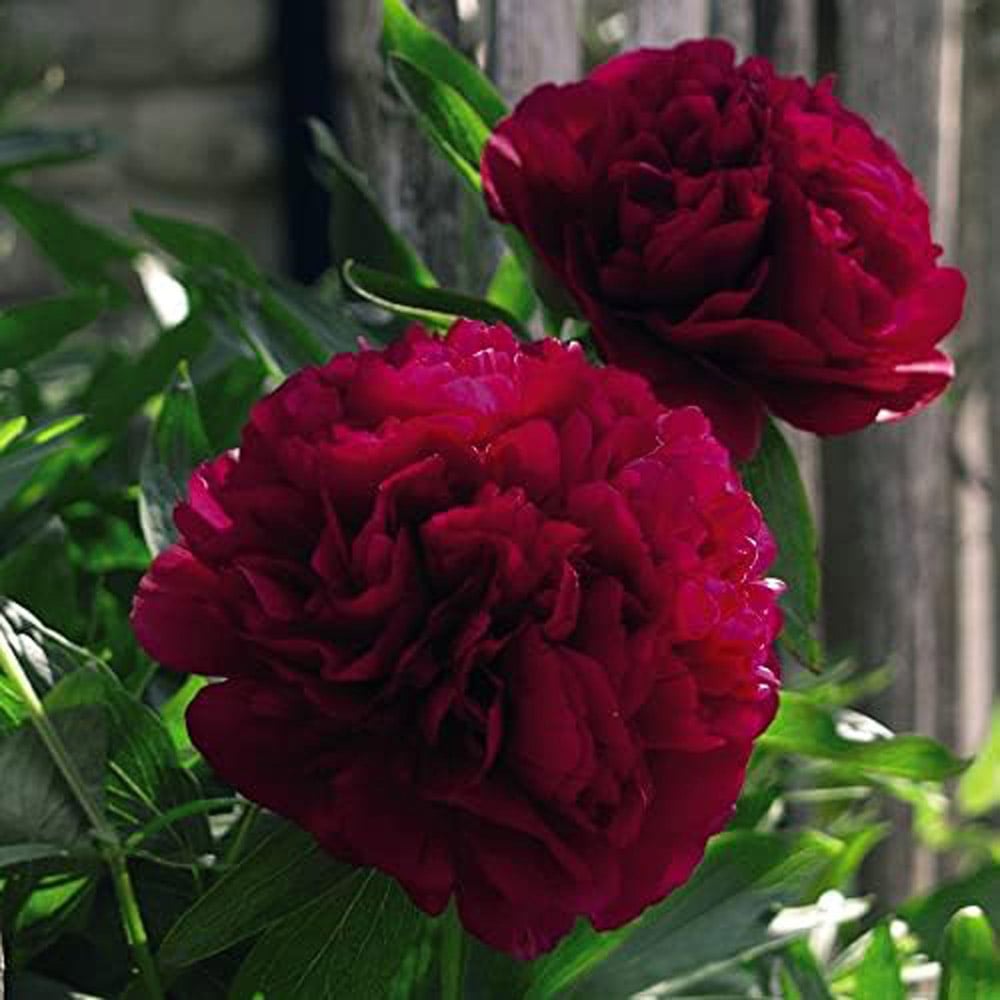 Thompson and Morgan Paeonia Double Red Fragrant Hardy Perennial Plant Pot 9cm 2 Pack Image 3
