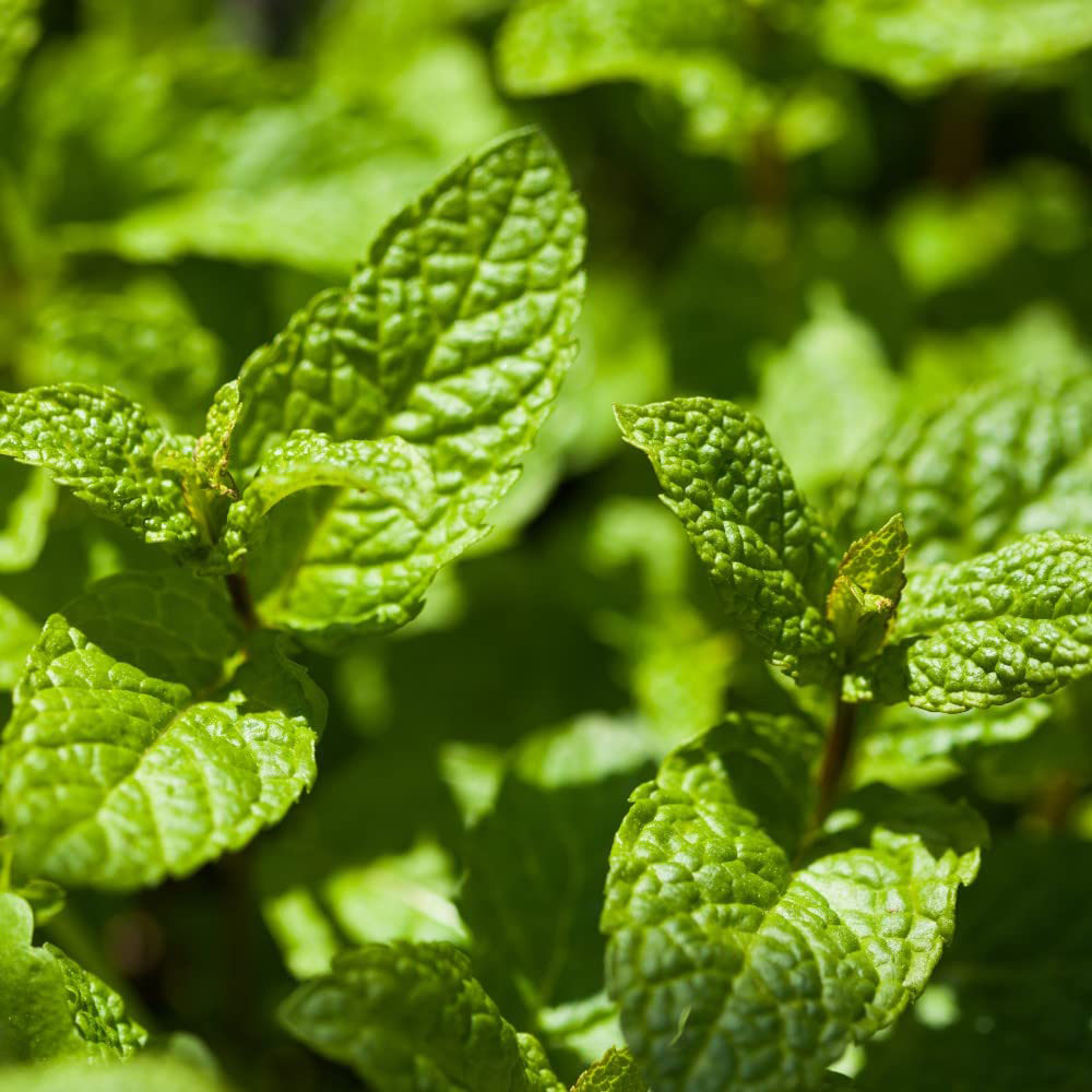 Thompson & Morgan Herb Garden Mint Potted Plant Image 1