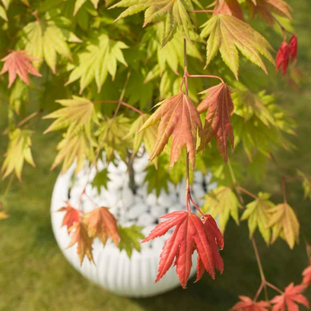 Thompson and Morgan Acer Shirasawanum Moonrise Plant Pot 3L 2 Pack Image 1