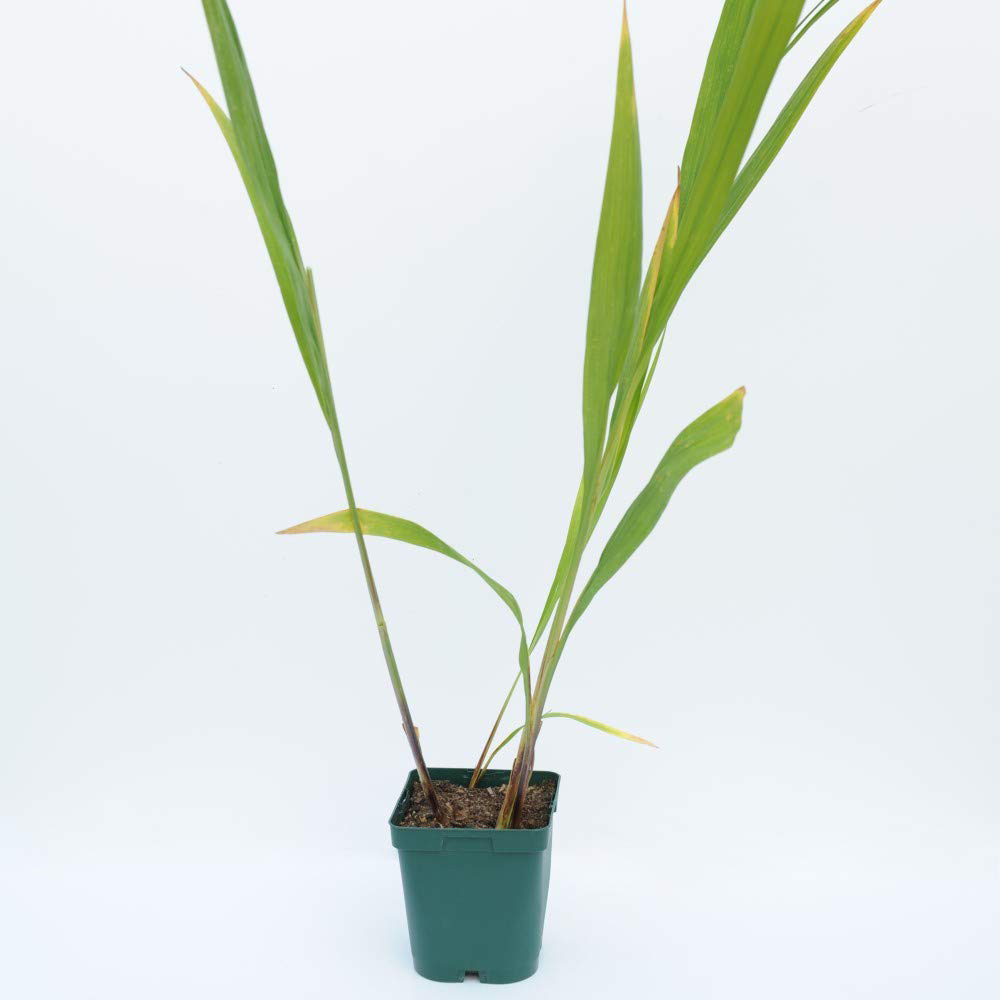 Thompson and Morgan Crocosmia Lucifer Planting Bulb 10 Pack Image 3