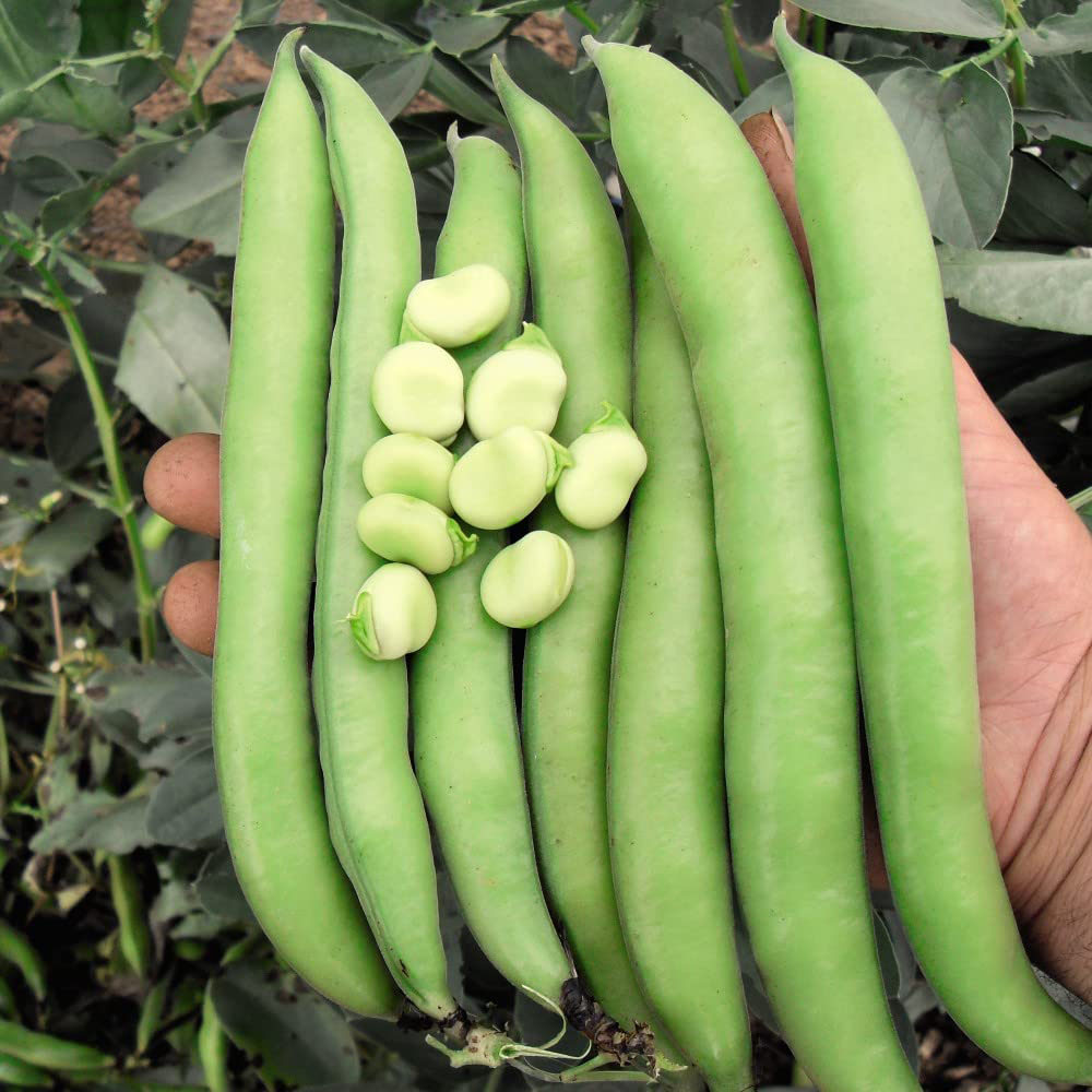 Thompson and Morgan Broad Bean Luz De Otono Garden Ready Plant 15 Pack Image 2