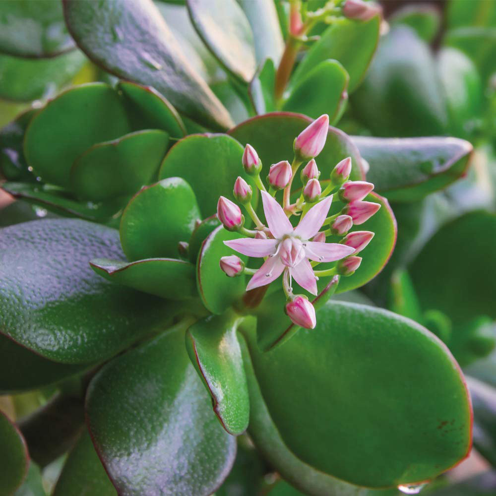 Thompson and Morgan Crassula Ovata Potted Plant 12cm 2 Pack Image 3