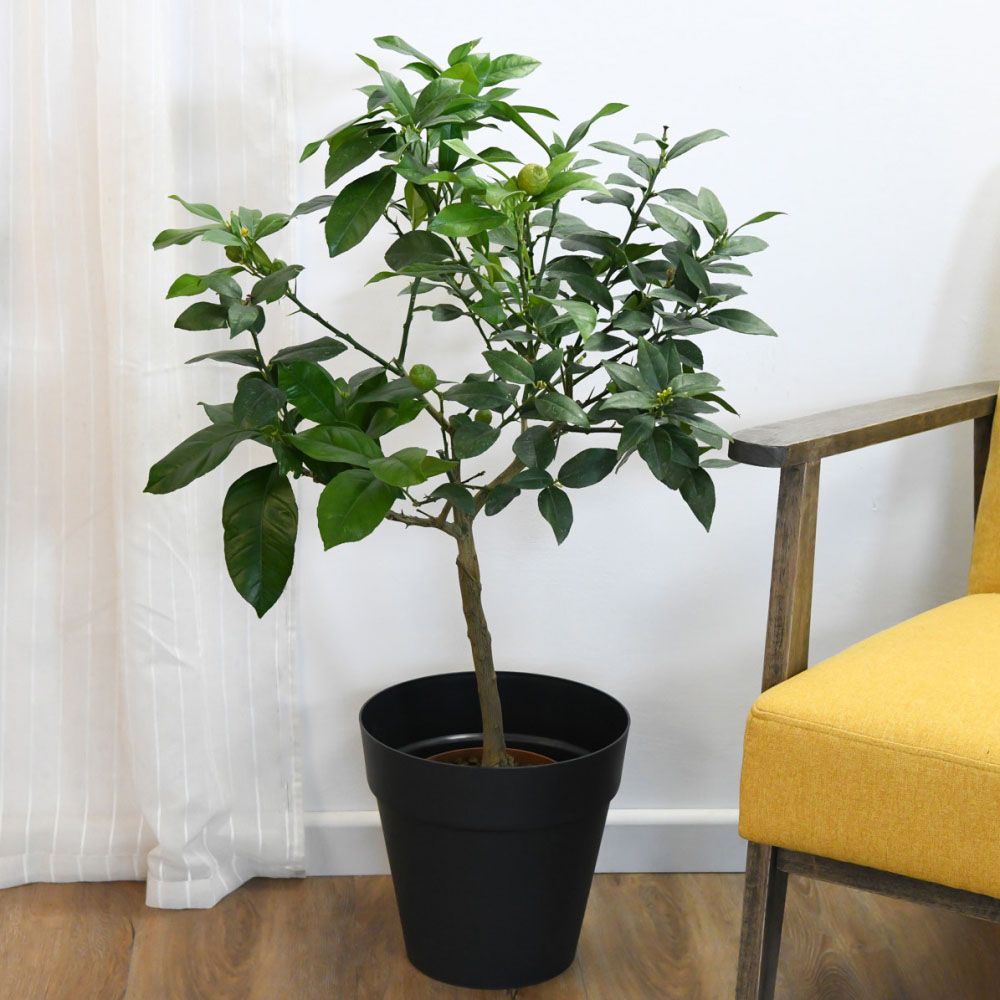 Thompson and Morgan Citrus Tree Limequat Plant Pot 3L Image 2