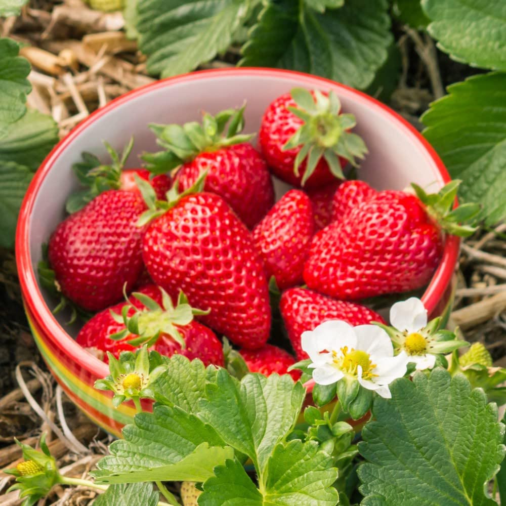 Thompson and Morgan Strawberry Fragaria Elsanta 9cm Plant in Pot 6 Pack Image 6