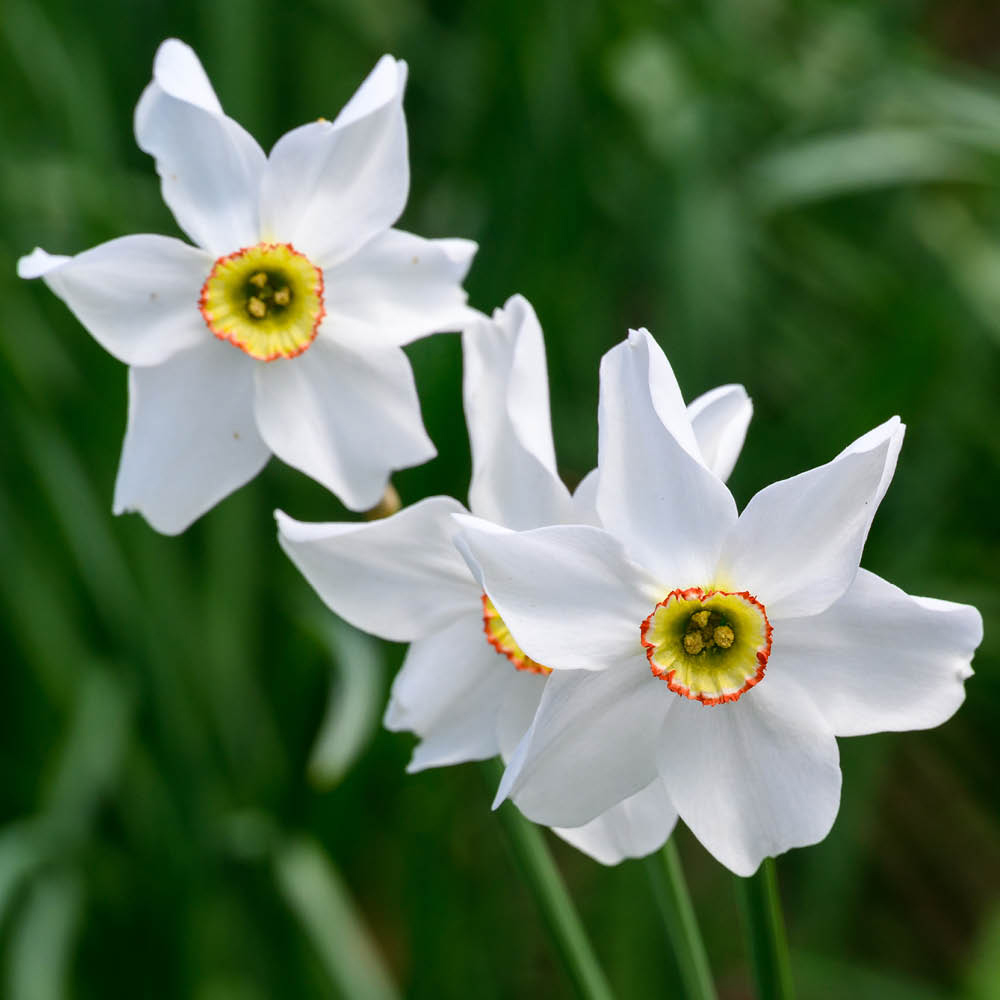 YouGarden Narcissus Pheasant Eye Planting Bulb 30 Pack Image 1