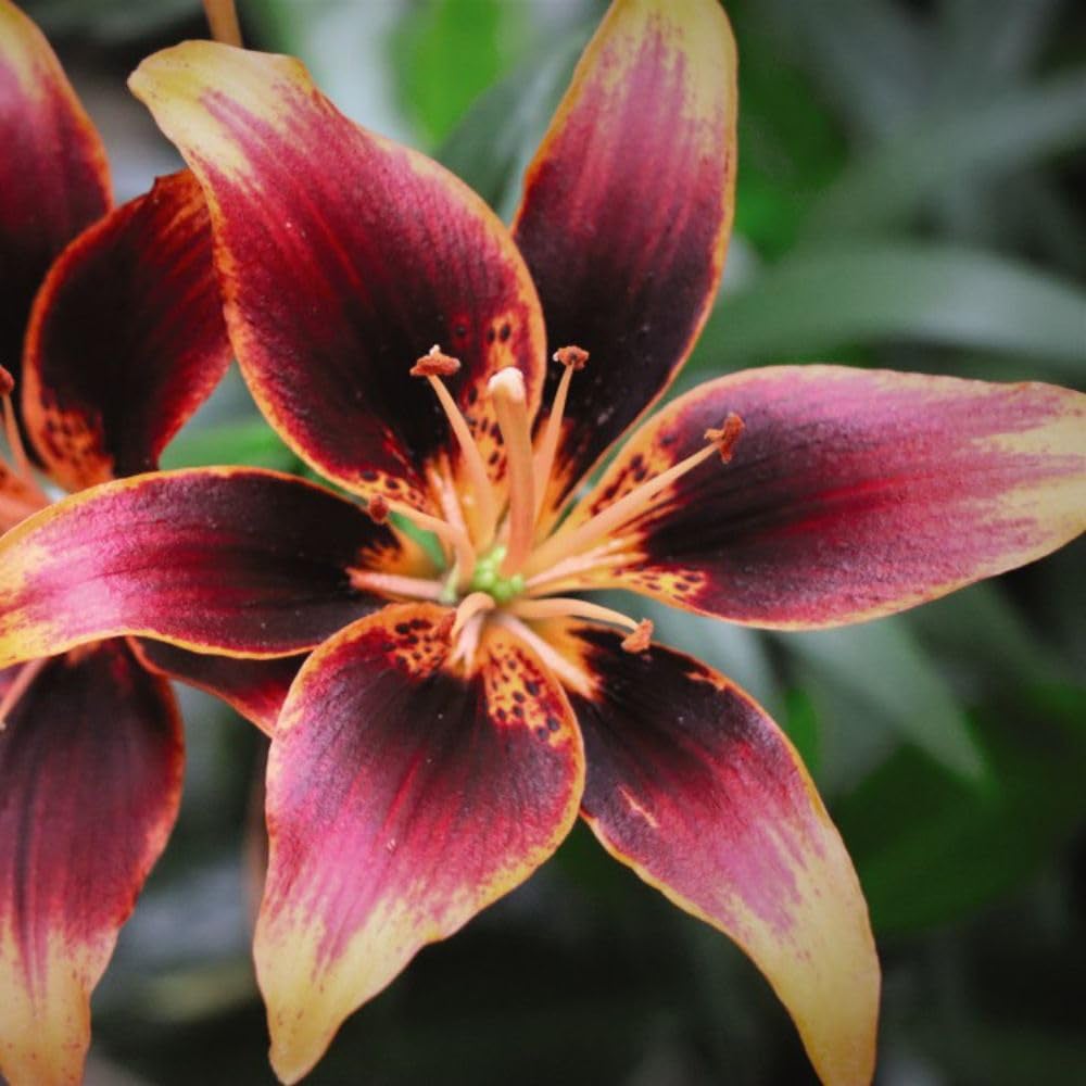 Thompson and Morgan Lily Forever Susan Planting Bulb 5 Pack Image 6