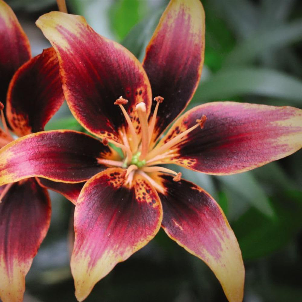 Thompson and Morgan Lily Forever Susan Planting Bulb 10 Pack Image 6