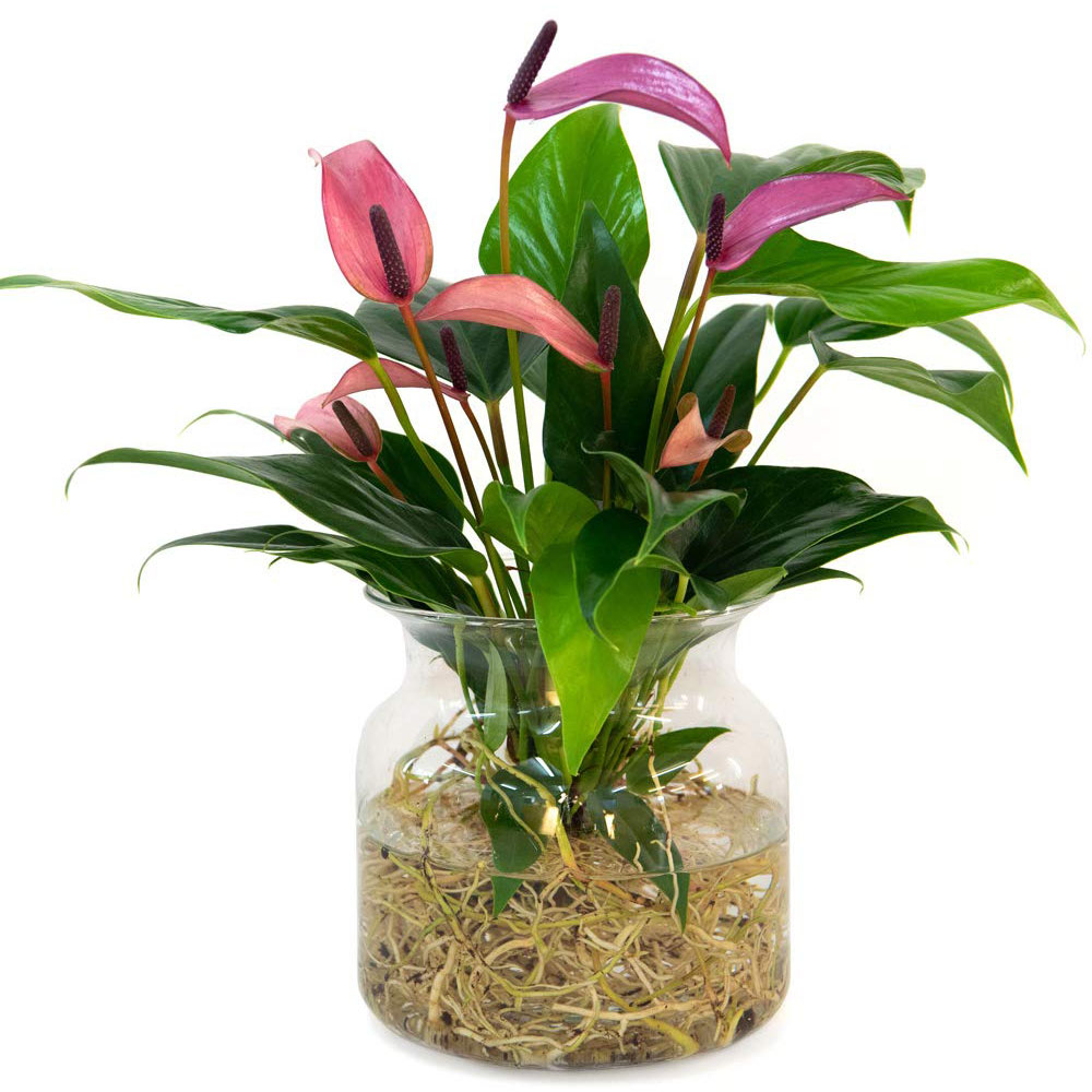 Thompson & Morgan Anthurium Aqua Mauve Zizou in Sierglass Potted Plant Image 6
