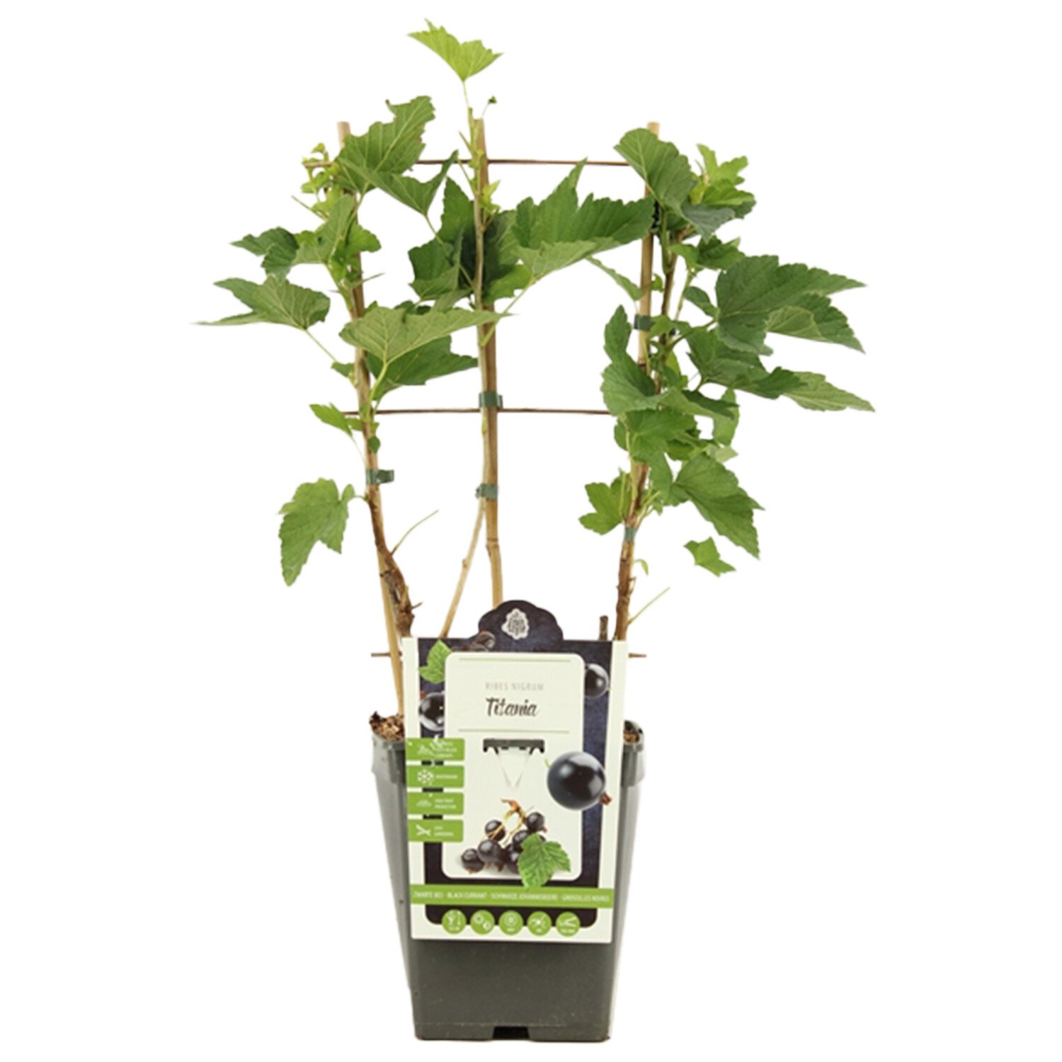 Ribes nigrum Blackcurrant 'Titania' Image