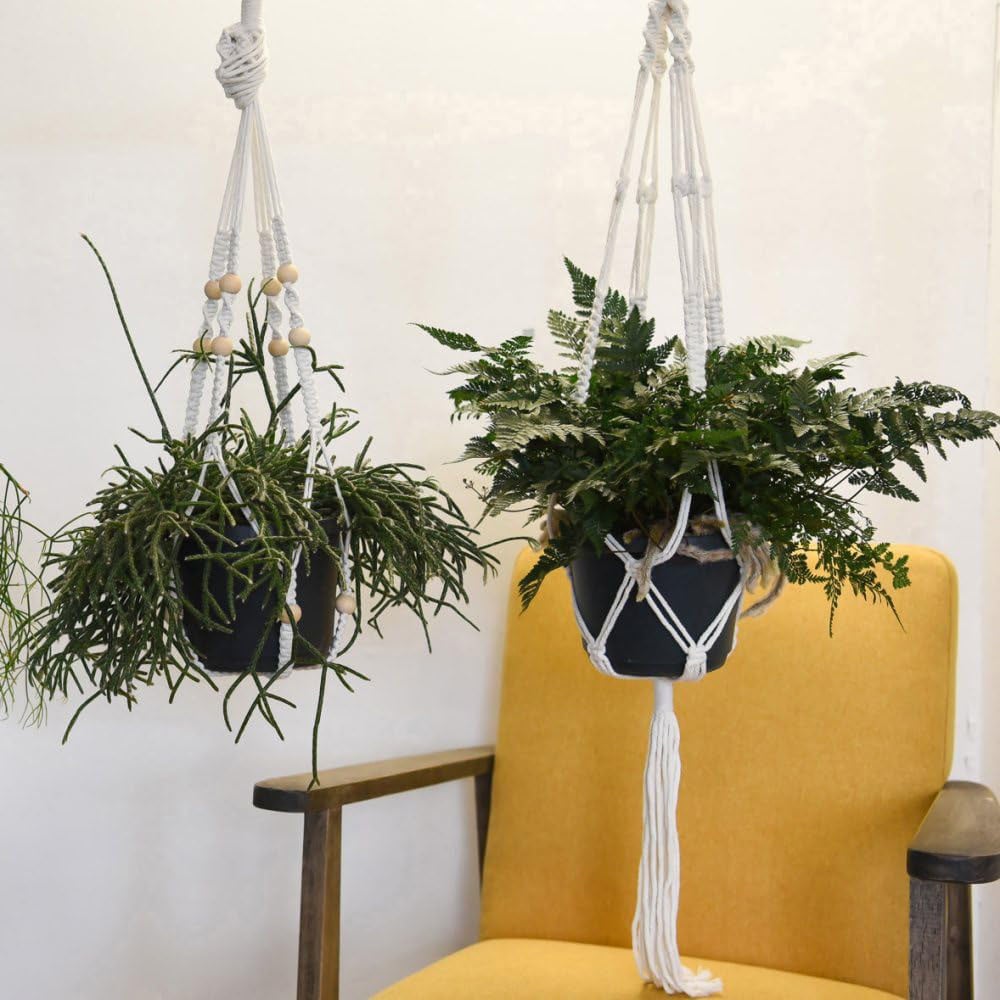 Thompson and Morgan Mixed House Plants Hanging Plant Pot 17cm Image 4