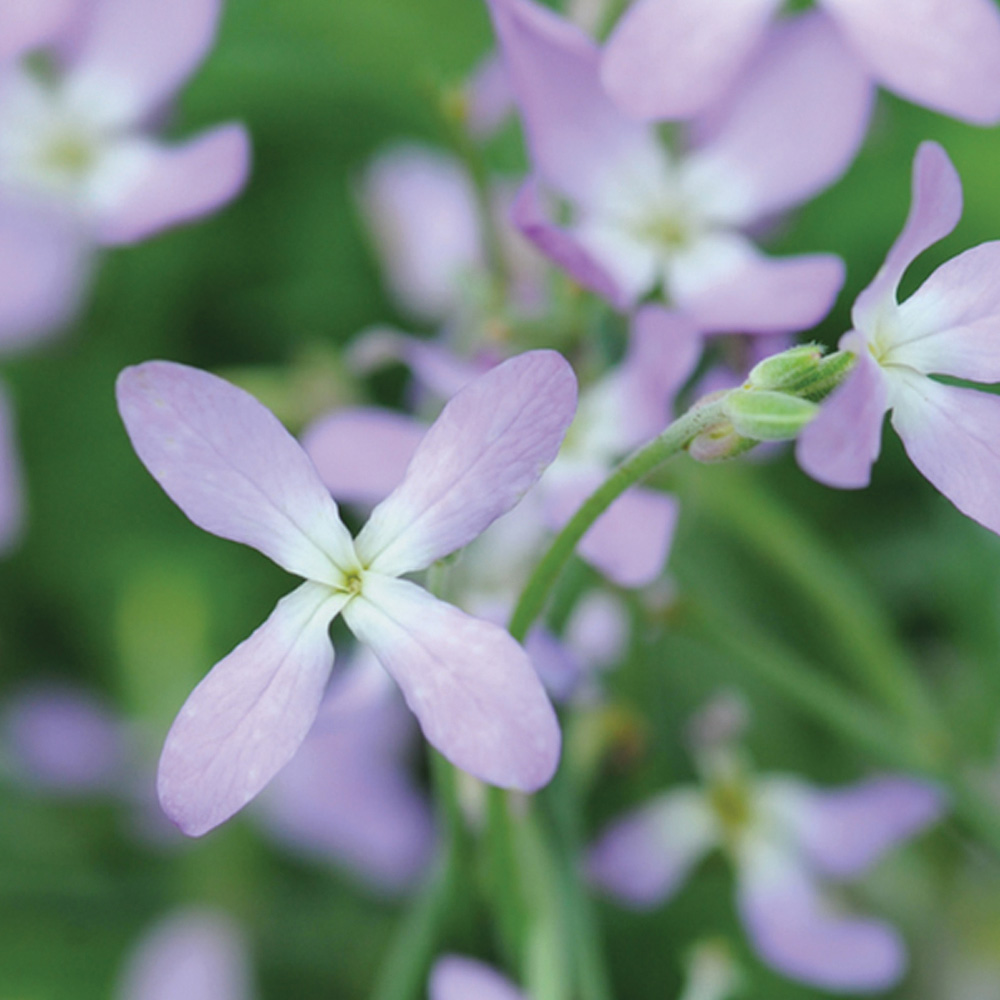 Thompson and Morgan Stocks Night Scented Seeds Image 1