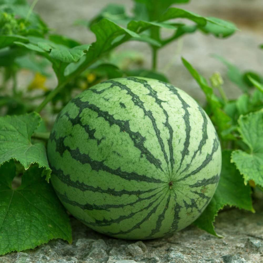 Thompson and Morgan Nurserymans Choice Grafted Vegetable Plant Pot 9cm 6 Pack Image 8