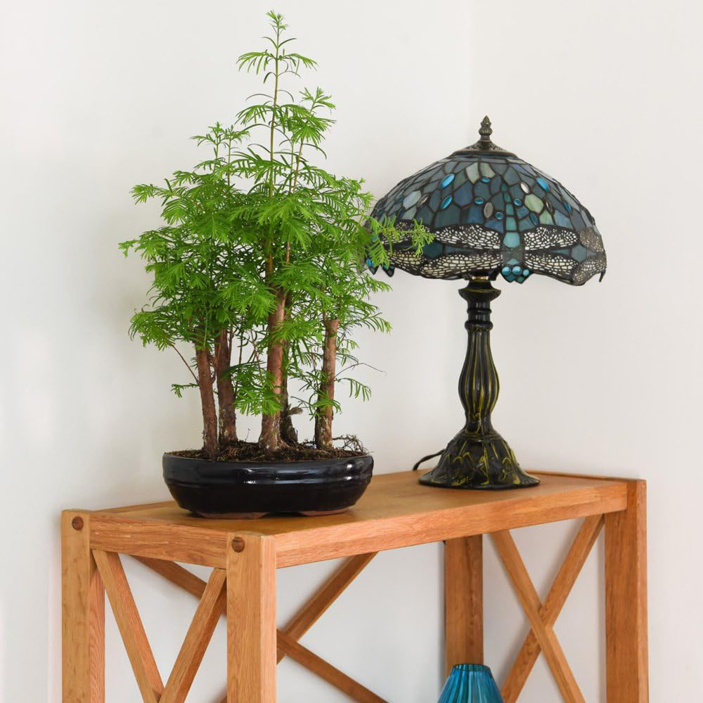 Thompson & Morgan Bonsai Metasequoia Forest Potted Plant Image 6