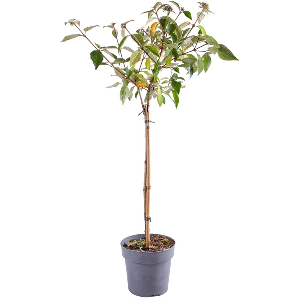 YouGarden Viburnum Eskimo Standard Plant Pot Image 3