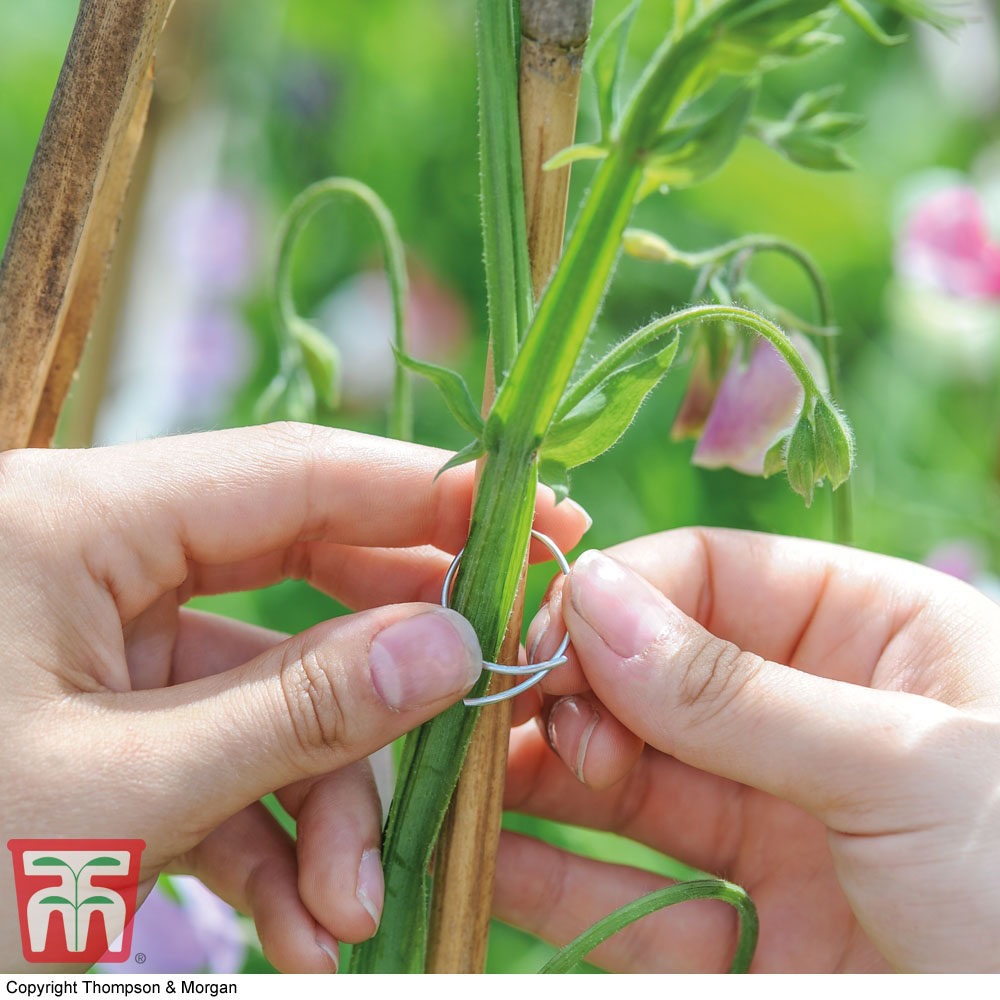 Thompson and Morgan Garden Essentials Sweet Pea Support Ring Image 3