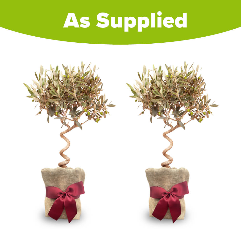 YouGarden Spiral Olive Tree Plant Pot with Gift Wrap 80cm 2 Pack Image 4