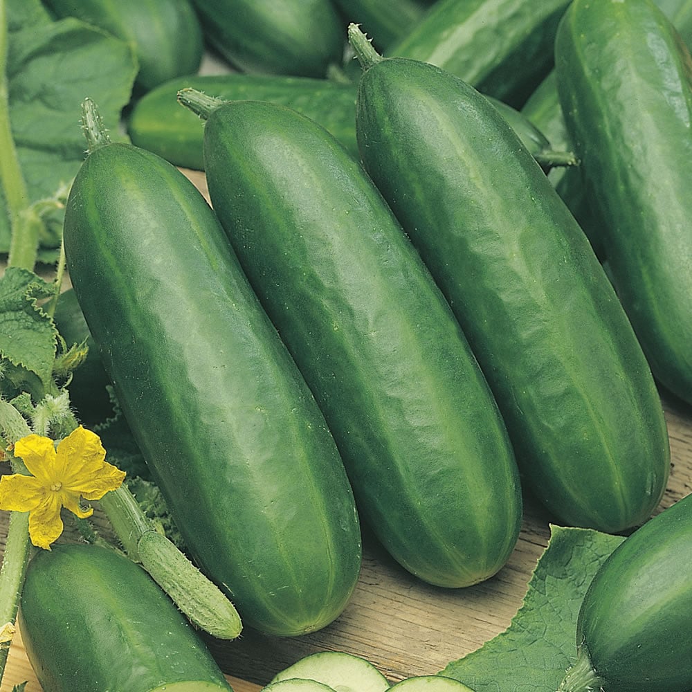 Johnsons Cucumber Socrates F1 Seeds Image 1