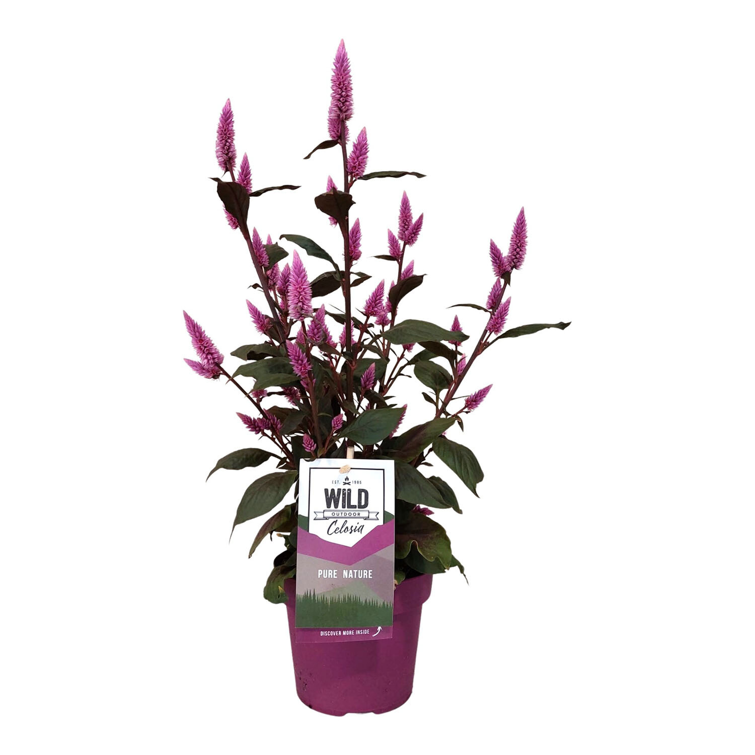 Celosia Wild Pink - Pink Image