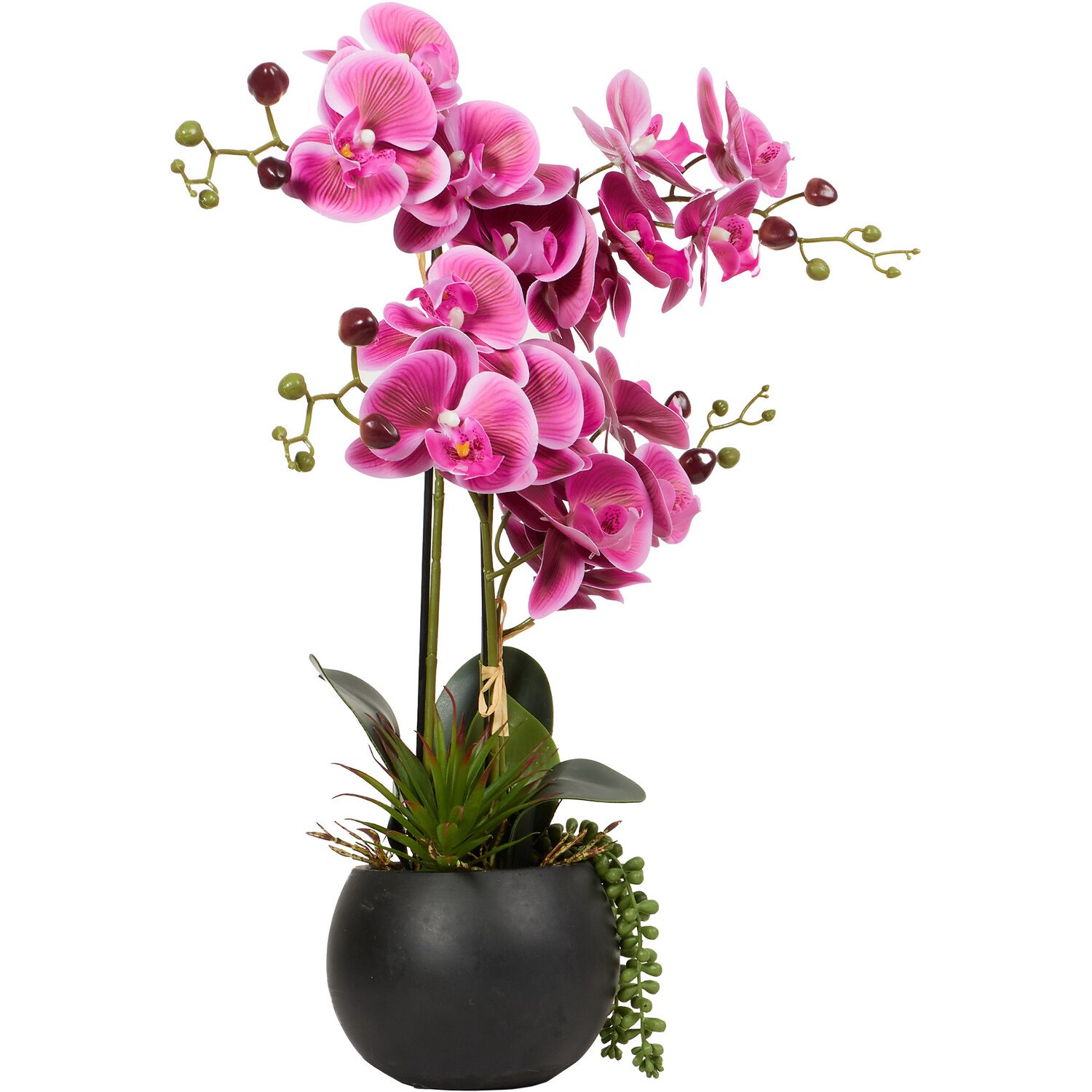 Pink Orchid in Black Pot with Succulent - Pink Image 2