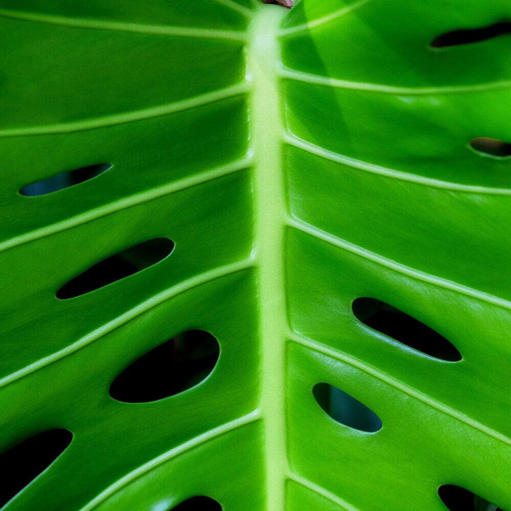 Thompson & Morgan Monstera Deliciosa Swiss Cheese Plant Potted Plant 3L 2 Pack Image 3