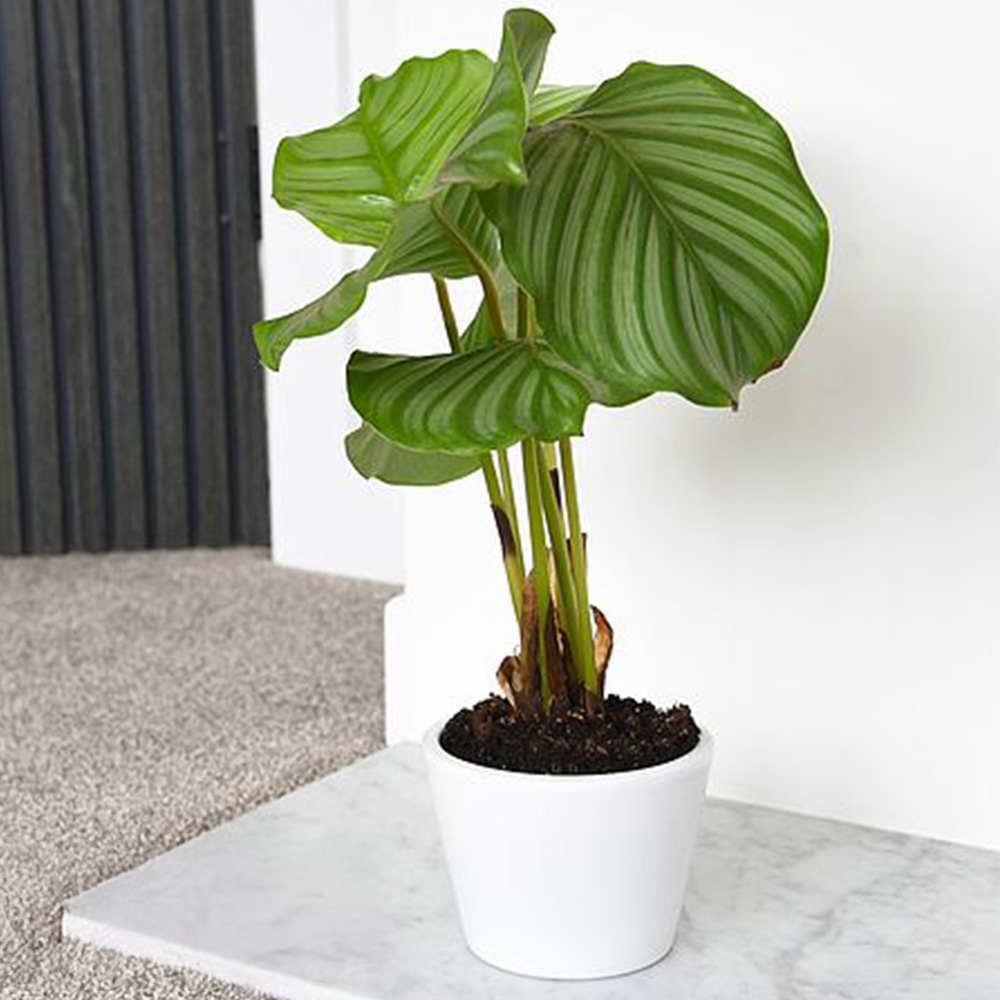 Thompson & Morgan Calatheas Species Orbifolia Potted Plant 12cm Image 1