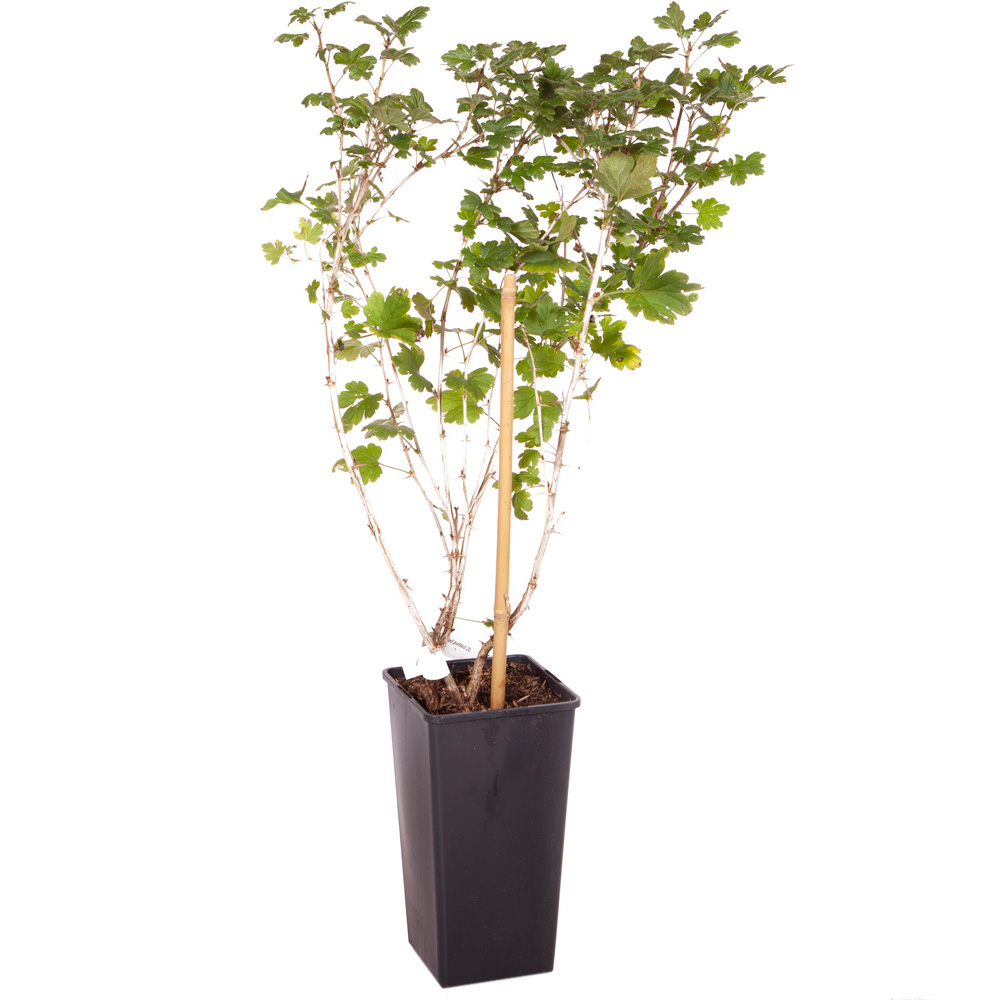 wilko Gooseberry Hinnomaki Red Plant Pot 1.7L Image 3