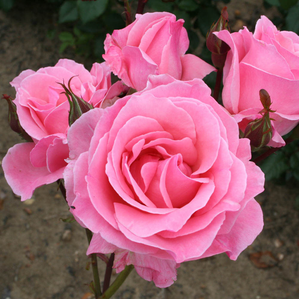 Wilko Queen Elizabeth Bare Root Rose Image 1