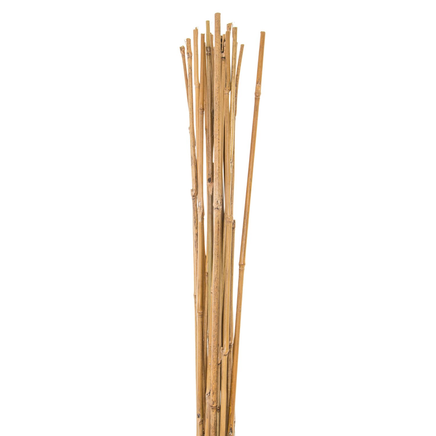 Pack of Bamboo Canes - 8ft Image 1