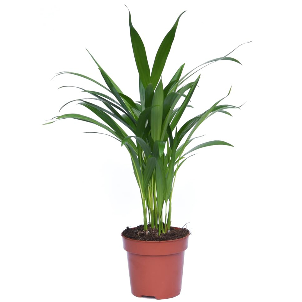 Thompson and Morgan Areca Dypsis Golden Cane Palm Plant Pot 12cm 4 Pack Image 2
